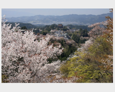 吉野の桜